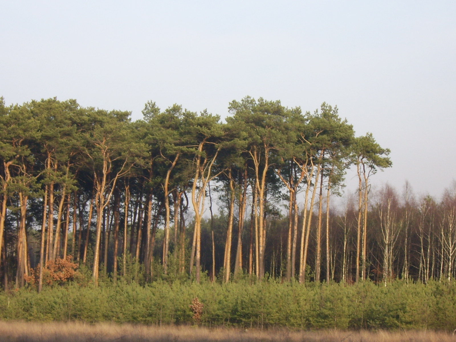 Bory Tucholskie, Legbąd 15km na północ od Tucholi